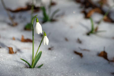 Two snowdrops on an early spring background with snowの写真素材