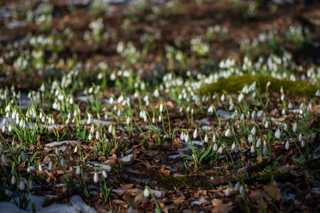 Snowdrops in the forest in early spring with bokeh backgroundの写真素材