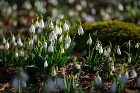 Snowdrops in the early spring forestの写真素材