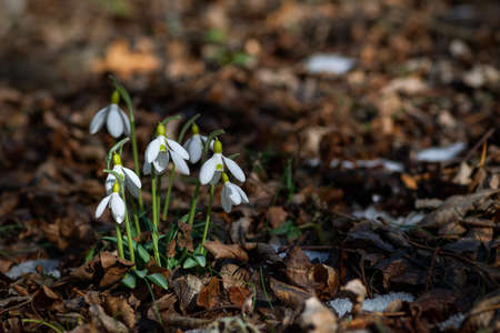 A bunch of snowdrops on a natural early spring backgroundの写真素材