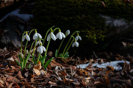 Group of snowdrops in the early spring forestの写真素材