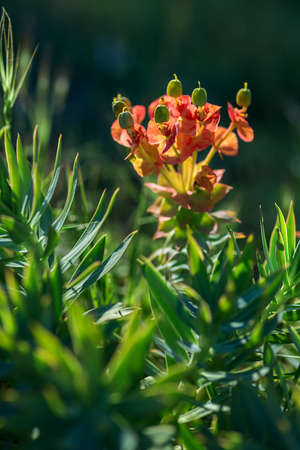 Milkweed (euphorbia) with selective focus on red flowersの写真素材