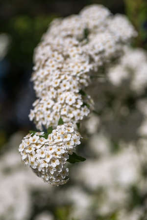 A branch of profusely blooming white Spiraea with selective focus and blurred backgroundの写真素材