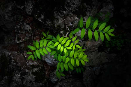 Bright green leaves on a dark natural backgroundの写真素材