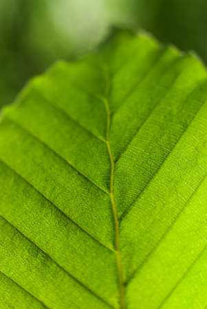 Abstract green leaf in the forestの写真素材