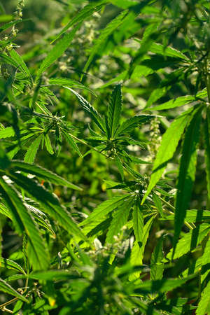 Abstract view of a green hemp field with selective focusの写真素材