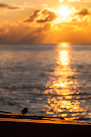 A small bird on the sea sunset backgroundの写真素材