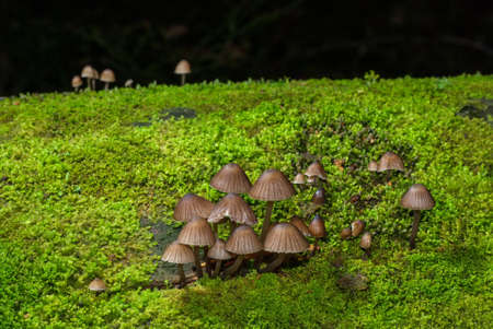 A bunch of brown toadstools on the green moss covered trunk of a fallen treeの写真素材
