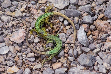 Two green fighting lizards on rocks backgroundの写真素材