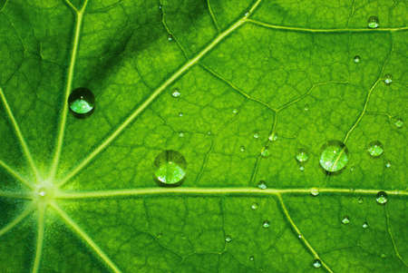 Green leaf texture with water dropsの写真素材