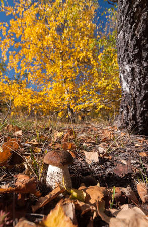 Birch mushroom under a birch on a yellow birch backgroundの写真素材