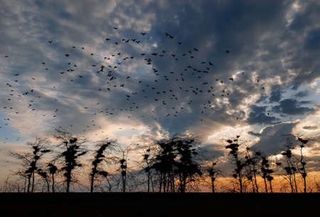A flock of crows in the sky at sunsetの写真素材