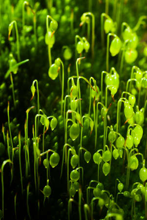 Green moss with seeds close upの写真素材