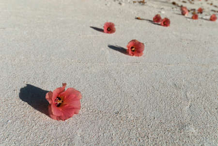 Red flowers on a white sand beachの写真素材