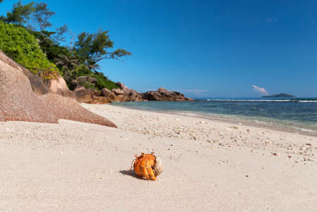 Hermit crab on a tropical white sand beachの写真素材