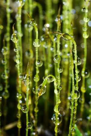 Green moss in dew drops close upの写真素材