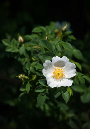 Single white wild rose flower on a bushの写真素材