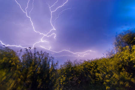 A large lightning bolt in the sky with a thicket of flowering shrubs in the foregroundの写真素材