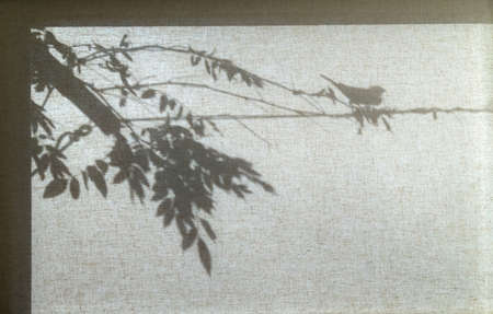 Shadow of a bird on a branch with leaves on the canvasの写真素材