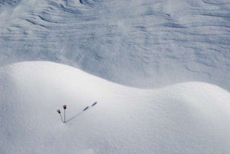 Abstract snow texture with a lone dry plantの写真素材