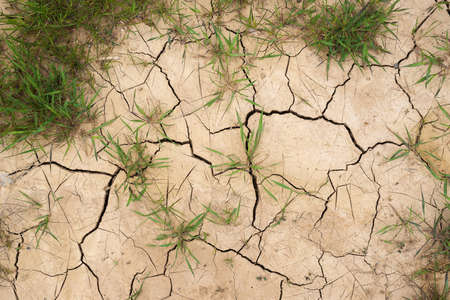 Texture of light cracked mud with green grassの写真素材