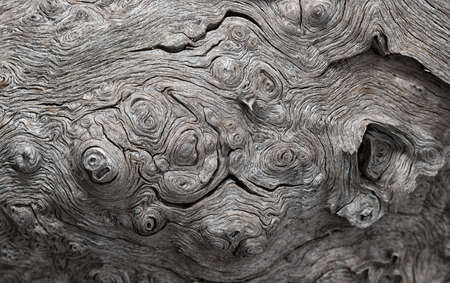 Texture of an old gnarled oak trunkの写真素材