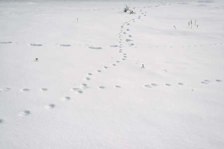 Human and animal tracks in the snow with a small amount of dry plantsの写真素材