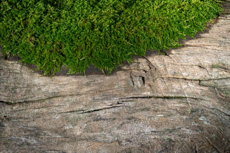 Green moss on an old oak trunkの写真素材