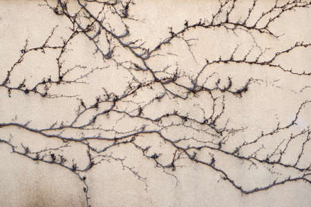 A dry vine on a yellow wallの写真素材