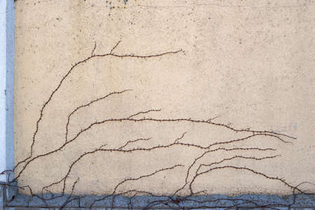 A dried vine on a dirty yellow wallの写真素材