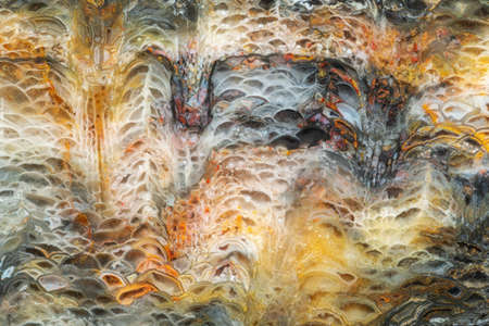 Close up texture of fossilized coral with multicolored agate cells structureの写真素材