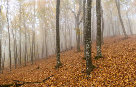 Yellow autumn beech forest in the fogの写真素材