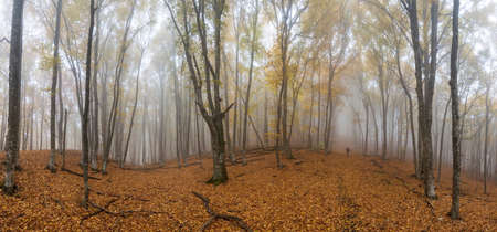 A lone traveler in a misty autumn beech forest panoramicの写真素材