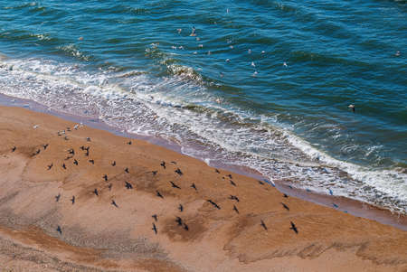 Shadows of seagulls on a yellow sandy beachの写真素材