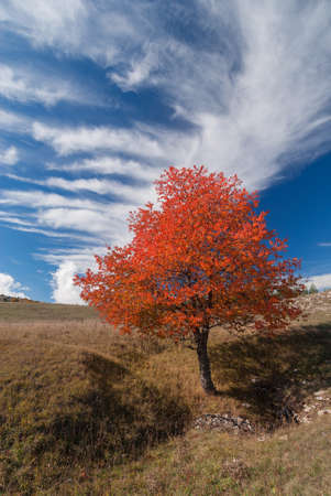 A lonely autumn tree under a white cloud in a blue skyの写真素材