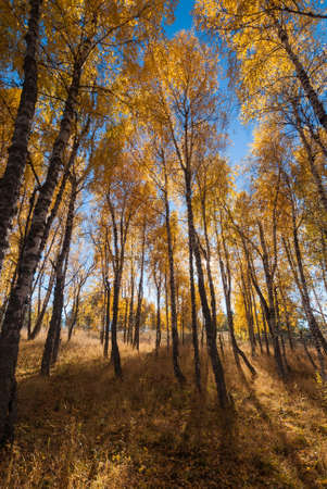 Golden autumn birch forest in Crimea mountainsの写真素材