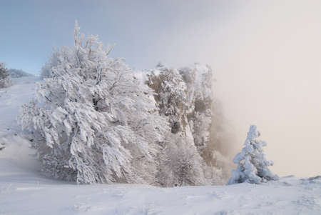 Frosty trees in the misty winter mountainsの写真素材