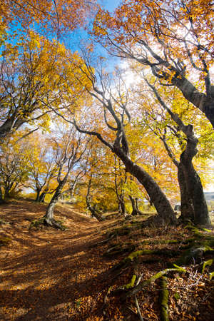 Autumn beech forest on a sunny dayの写真素材
