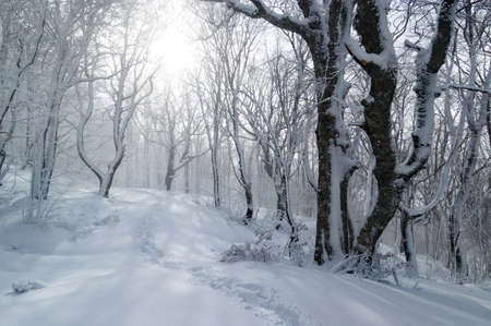 Cold winter forest with footprints on snow