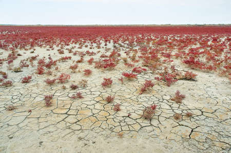 A typical landscape of a dry salt lake with cracked earth and red plantsの写真素材