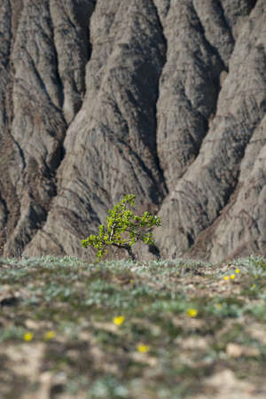 A lone green tree with a badlands background, selective focusの写真素材