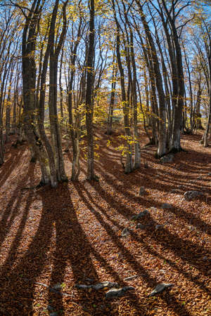 Yellow autumn beech forest with long shadowsの写真素材