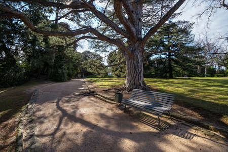 Gray wooden bench under a large pine tree in the parkの写真素材