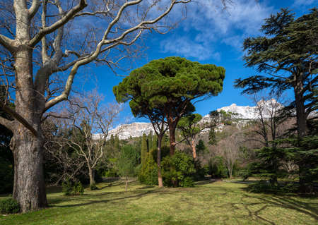 Old Park in Crimea with sycamores, pines and cedars with blue sky and snow - covered mountains backgroundの写真素材