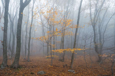 Foggy beech forest in late autumnの写真素材