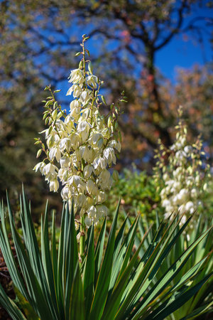 White blooming Yucca with selective focus and blurred backgroundの写真素材
