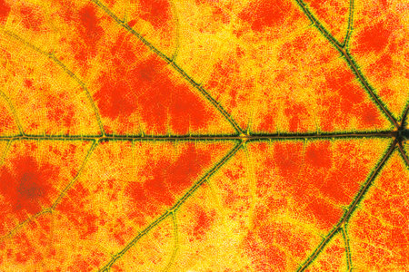 Close-up texture of an autumn grape leaf with backlighting and translucent veinsの写真素材
