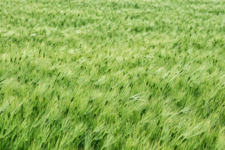 A full-screen background of a green barley field with a selective focus.の写真素材