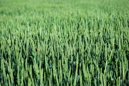 A full-screen view of a green wheat field with selective focus.の写真素材