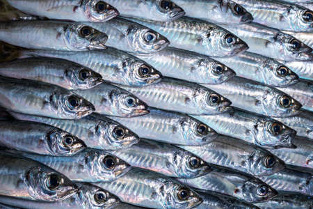 A full-screen background of a fresh horse mackerel aligned in rows.の写真素材